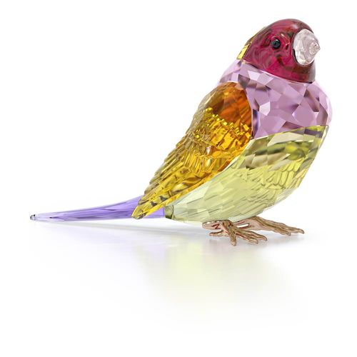 Idyllia SCS Passarinho de Gouldian, Grande