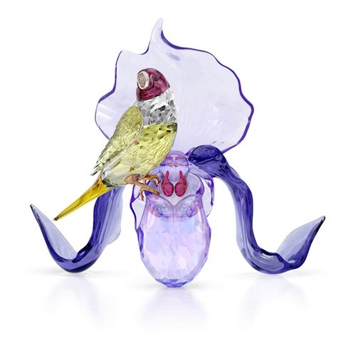 Idyllia Passarinho de Gouldian e Orquídea